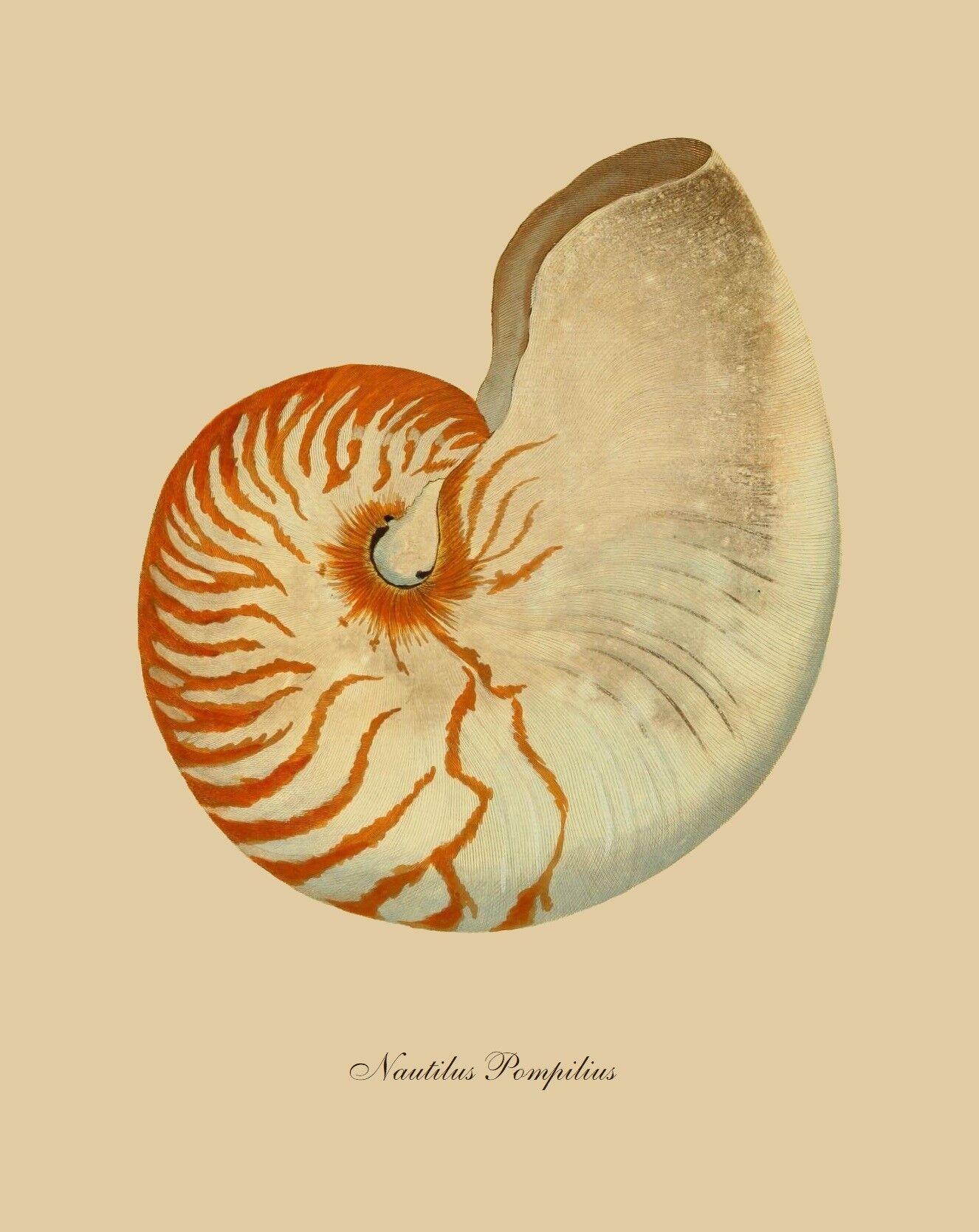 Shell