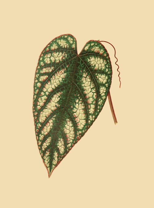 Leaf