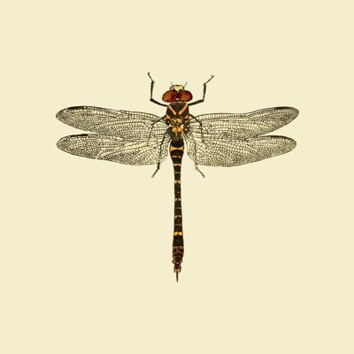 save dragonfly