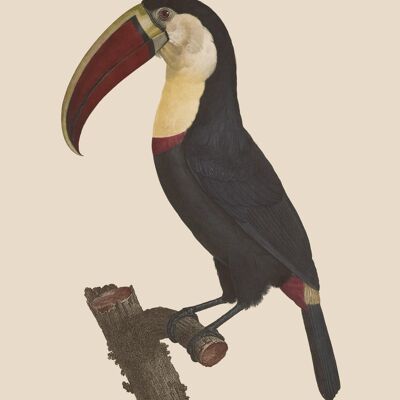 Toucan