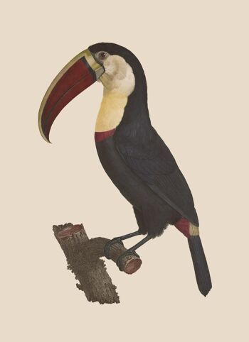 Toucan 1