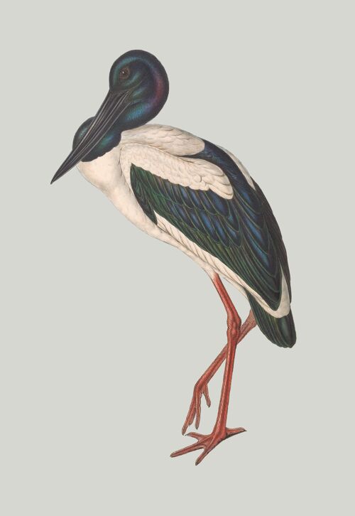 Blue stork