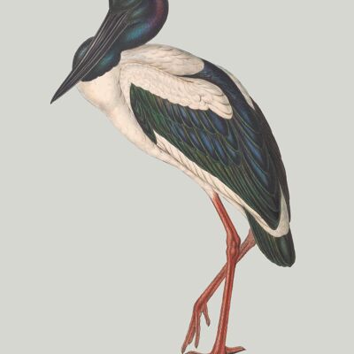 blue stork