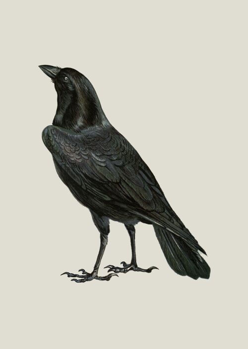 Crow