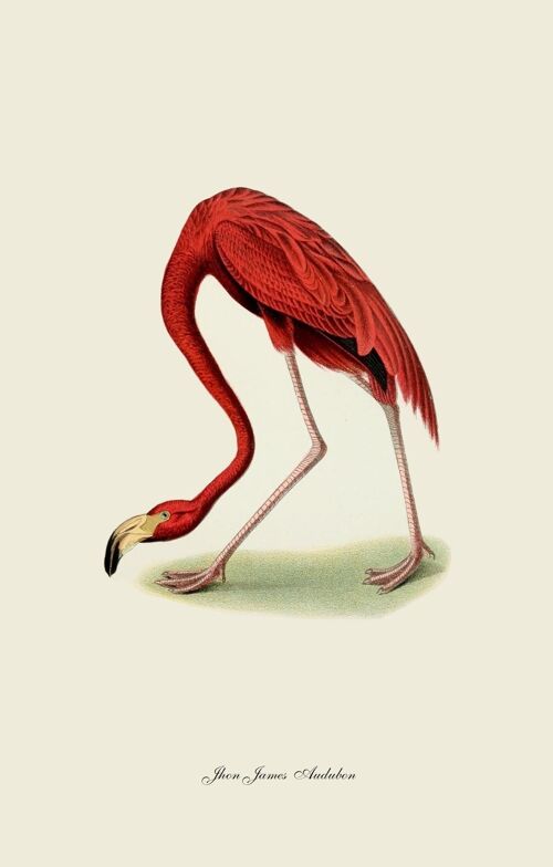 Crooked flamingo
