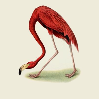 Schiefer Flamingo
