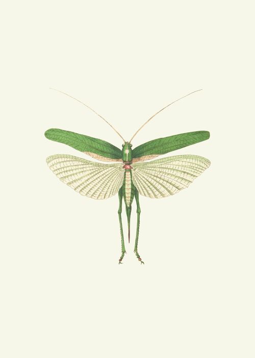 Grasshopper green