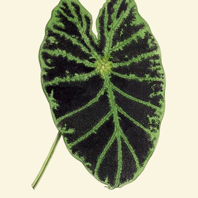 Alocasia leaf