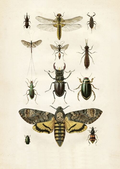 Insects