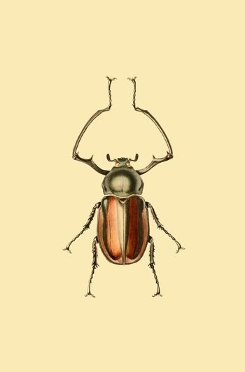 scarabée 1