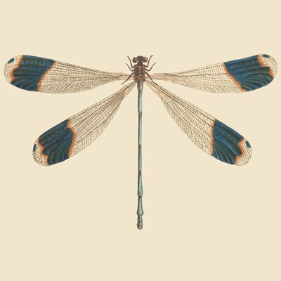 libellula blu