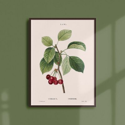 Affiche 21x30 - Cerisier