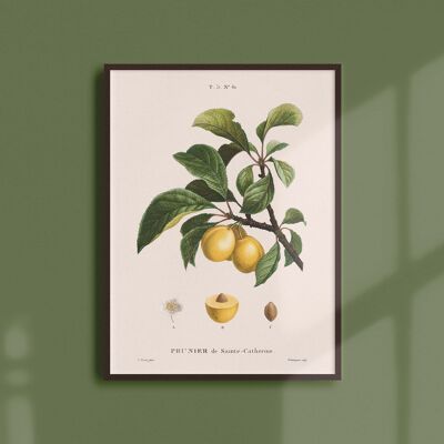 Poster 21x30 - Pflaumenbaum der Heiligen Katharina