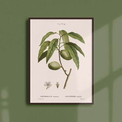Poster 21x30 - Almond tree