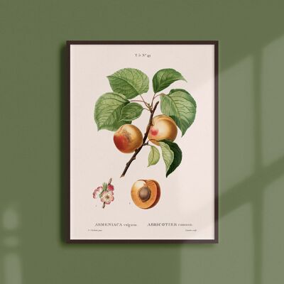 Poster 21x30 - Apricot tree