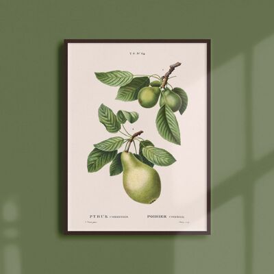 Poster 21x30 - Pear tree