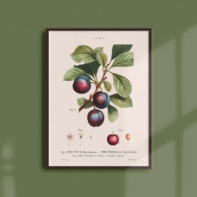 Poster 21x30 - Reine Claude plum tree