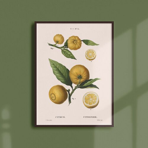 Affiche 21x30 - Citronier