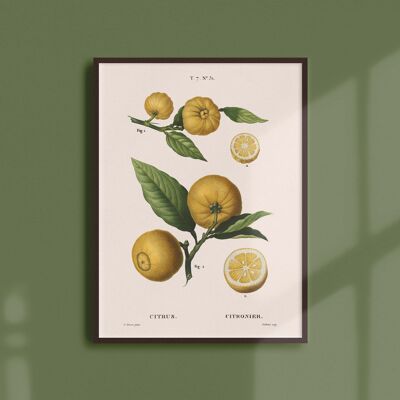 Poster 21x30 - Zitronenbaum