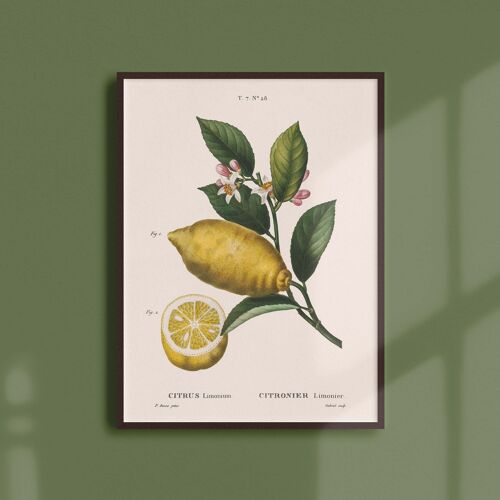 Affiche 21x30 - Citronier limonier