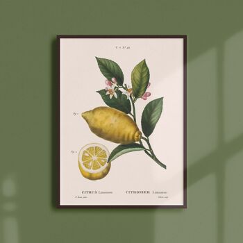 Affiche 21x30 - Citronier limonier 1