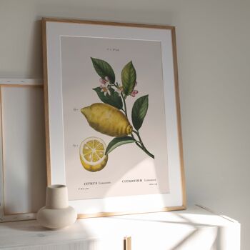 Affiche 21x30 - Citronier limonier 4