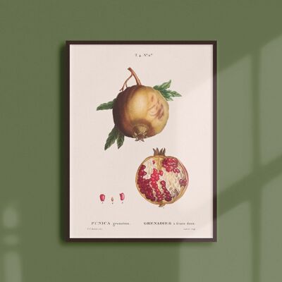 Poster 21x30 - Pomegranate tree