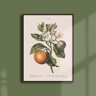 Affiche 30x40 - Citronier bigaradier