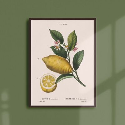 Affiche 30x40 - Citronier limonier