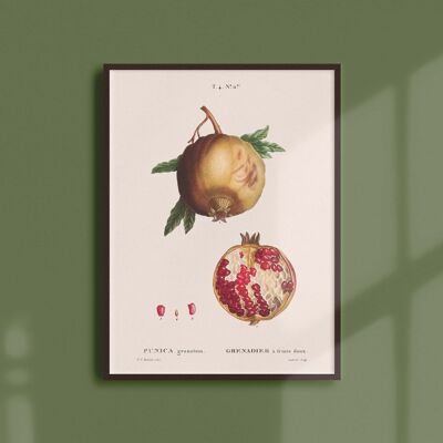 Poster 30x40 - Granatapfel
