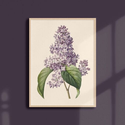 Affiche 21x30 - Lilas