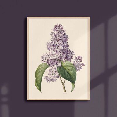 Poster 21x30 - Lilac