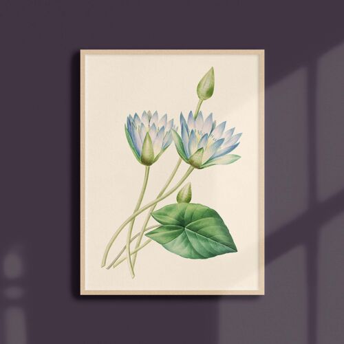 Affiche 21x30 - Lotus bleu d'Égypte