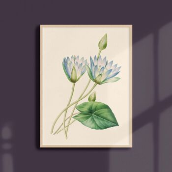 Affiche 21x30 - Lotus bleu d'Égypte 1