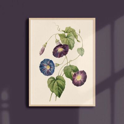 Poster 21x30 - Morning Glory