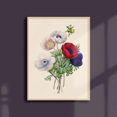 21x30 Poster - Einzelne Anemone