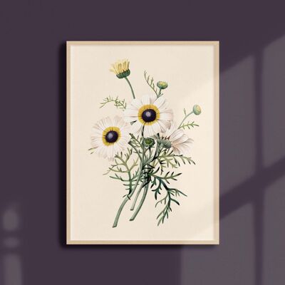 Poster 21x30 - Chrysantheme gekielt