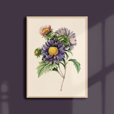 Poster 30x40 - Aster cinese
