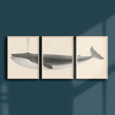 Triptych 30x40 - The blue whale