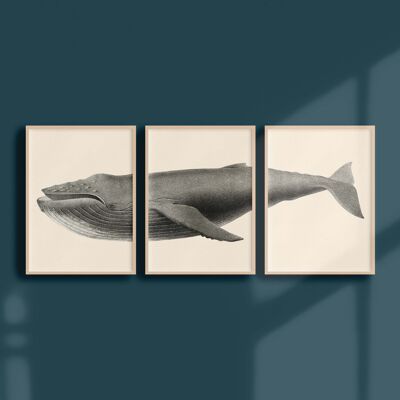 Triptyque 30x40 - La baleine à bosse