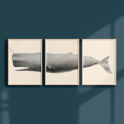 Triptych 30x40 - The sperm whale