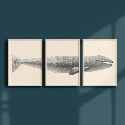 Triptych 30x40 - The gray whale