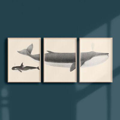 Triptych 30x40 - Fin whale and killer whale