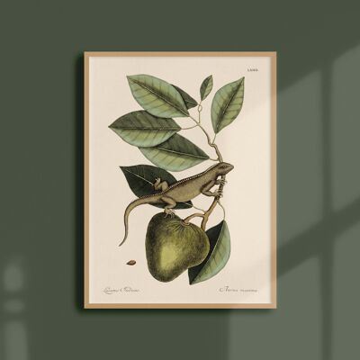 Poster 30x40 - Iguana