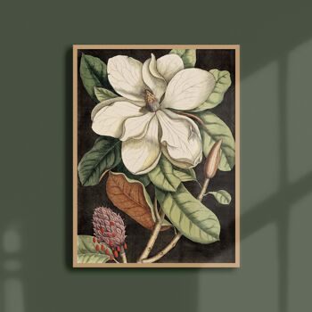 Affiche 30x40 - Magnolia 1