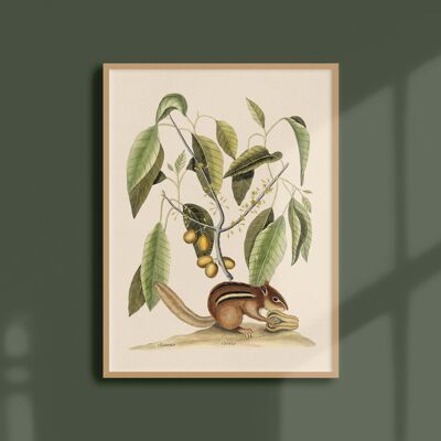 Poster 30x40 - Eichhörnchen