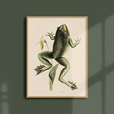 Poster 30x40 - Bull Frog