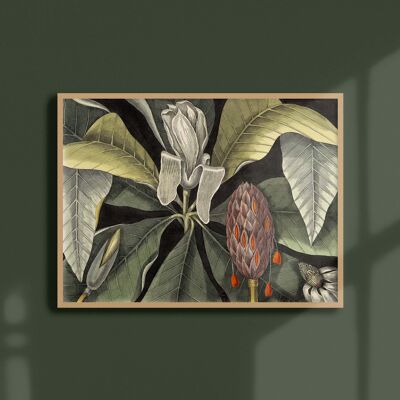 Affiche 30x40 - Magnolia parasol