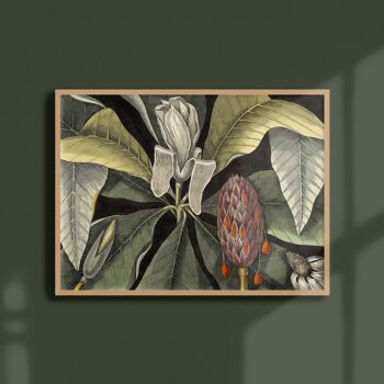 Affiche 30x40 - Magnolia parasol 1