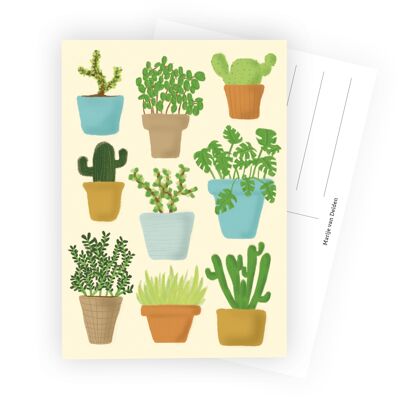 plantas de cactus